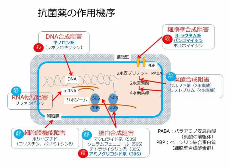 授業紹介No,5】微生物学 | 天理大学