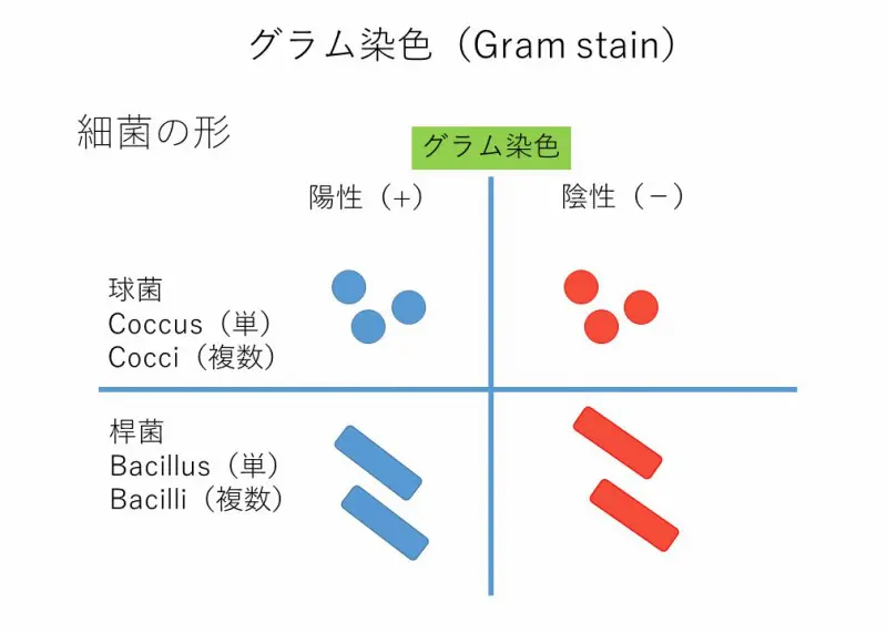 最新 臨床査学講座 臨床微生物学生（微生物学・臨床微生物学・医